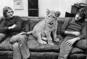 Christian the lion (center) with friends Ace Bourke & John Rendell
